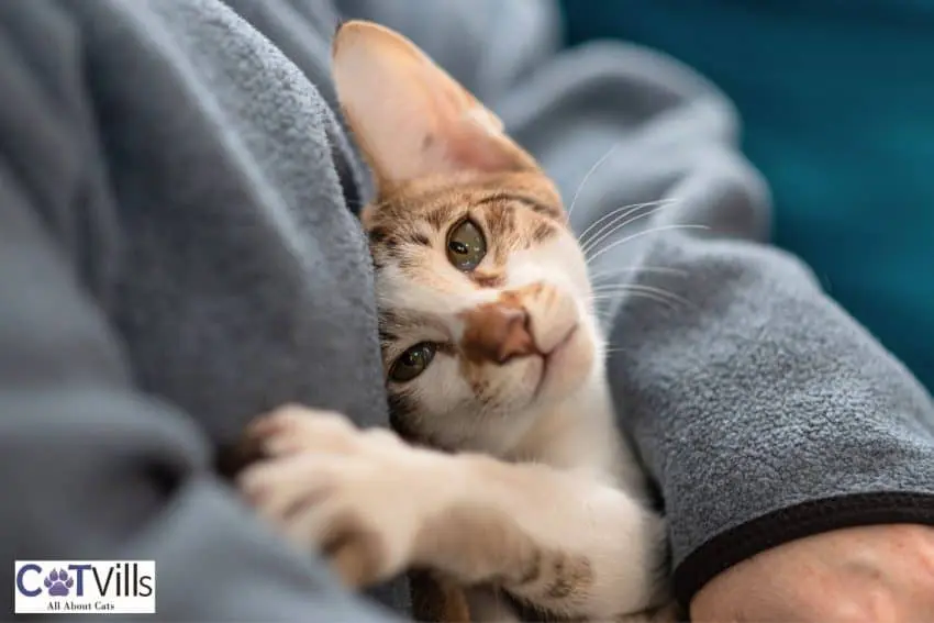 cute kitty hugging his owner