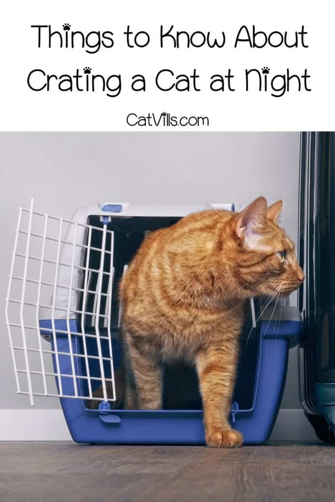 cat crate at night