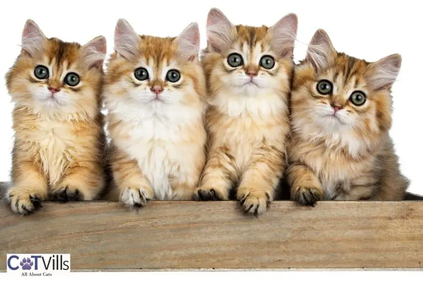 4 cute kittens in a wooden litter box
