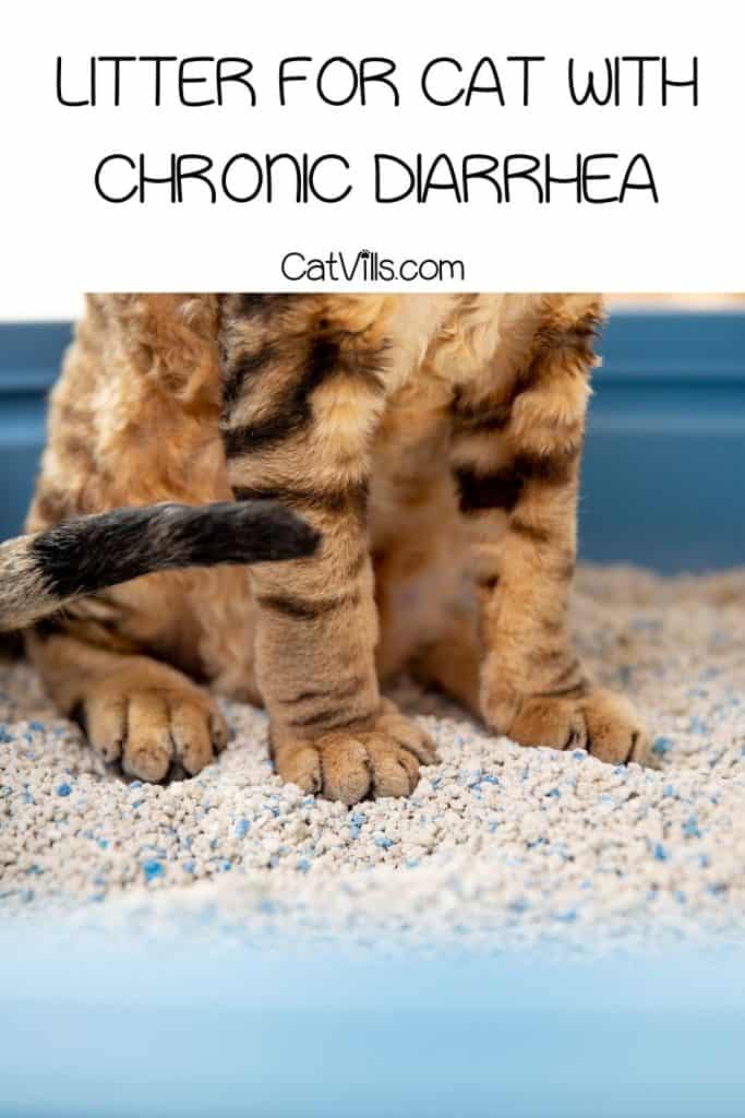 stripped cat in blue and white litter under title LITTER FOR CAT WITH CHRONIC DIARRHEA