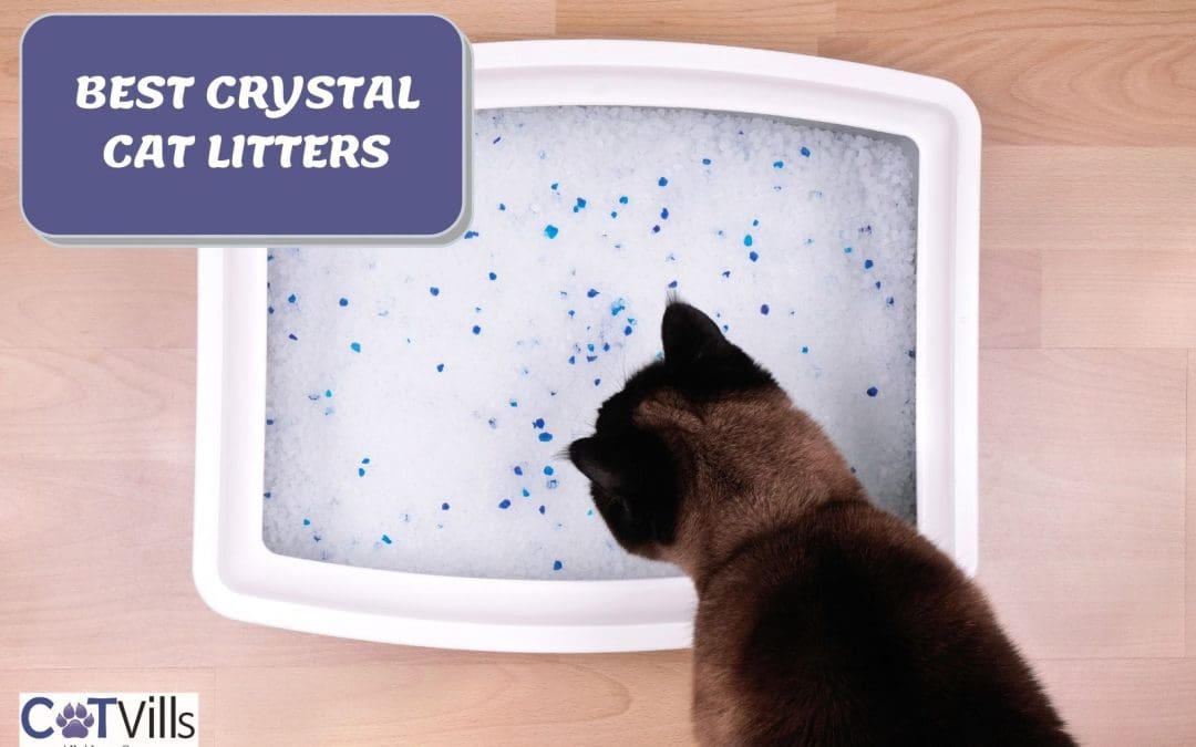 9 Best Crystal Cat Litters [Review & Buying Guide]