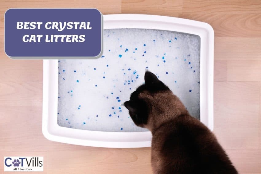Brown cat licking crystal litter in a litter box