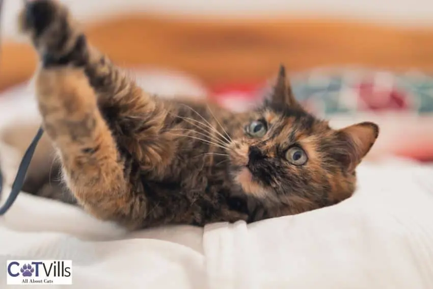 tortie kitten playing a tie