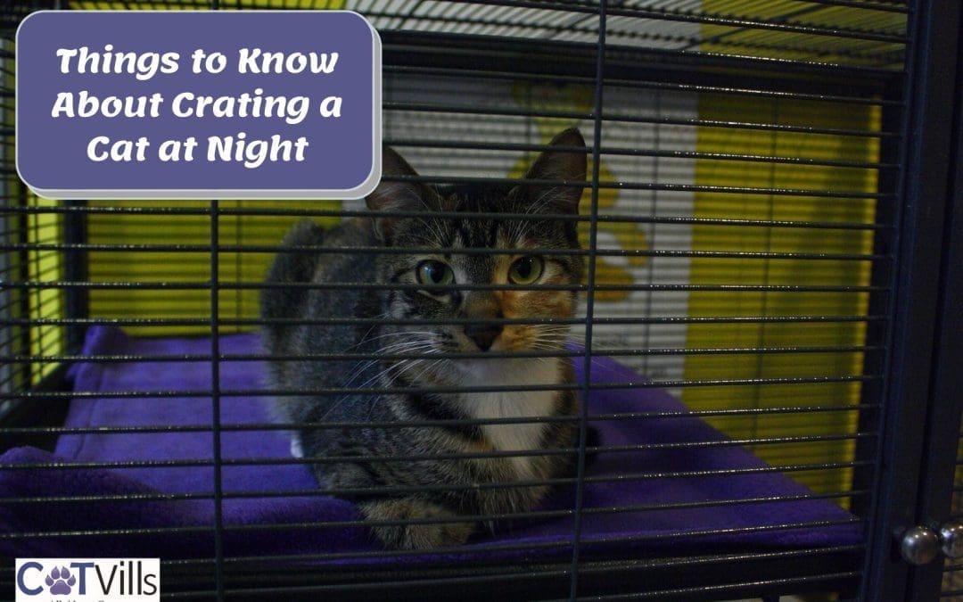 11 Things to Know About Crating a Cat at Night (Do’s & Don’ts)