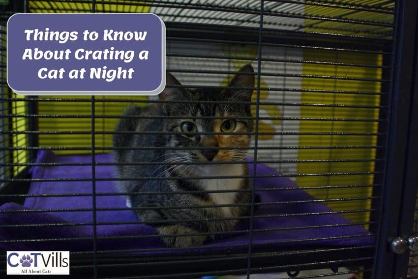 Crating a Cat at Night
