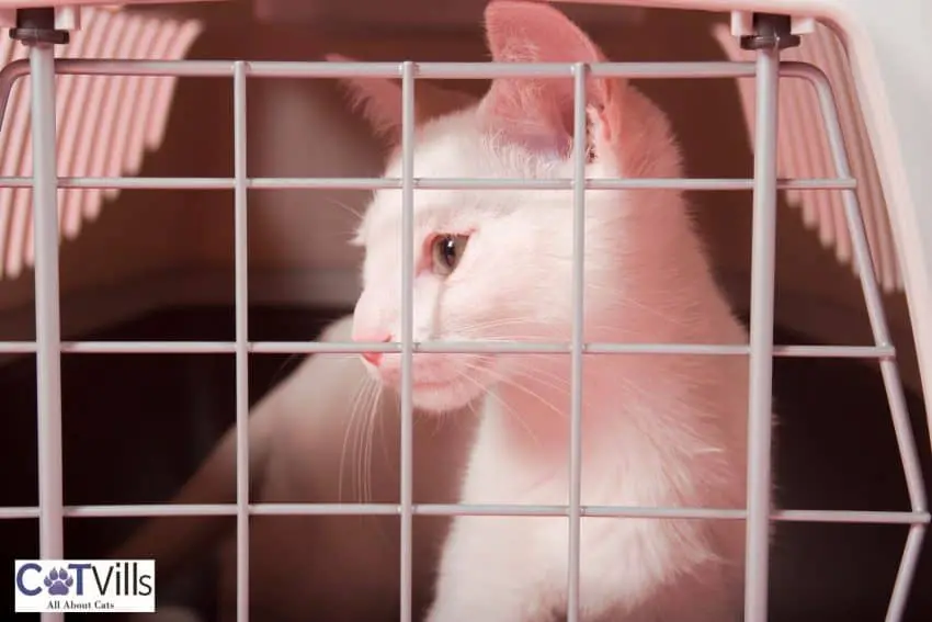 a cute kitten inside a crate