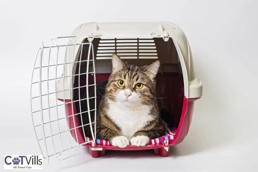 large adult cat inside a red crate