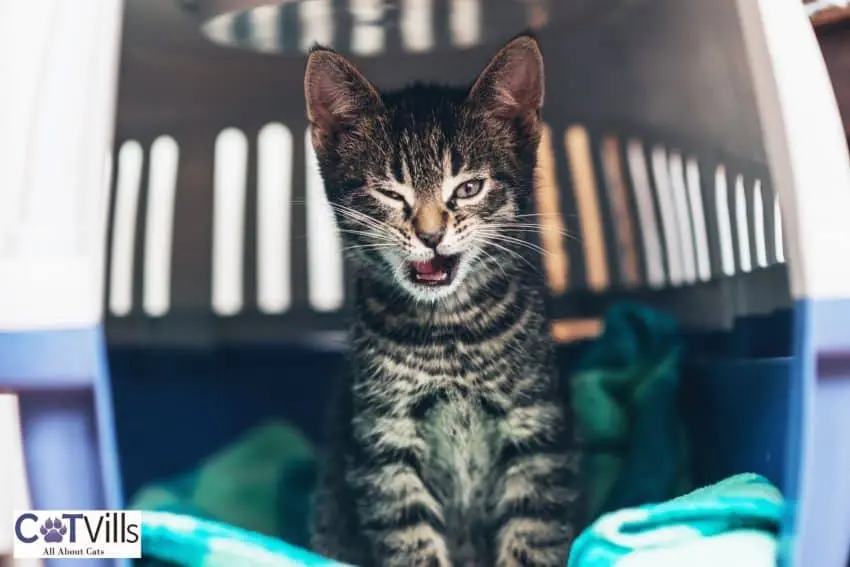 kitten inside a crate with blanket