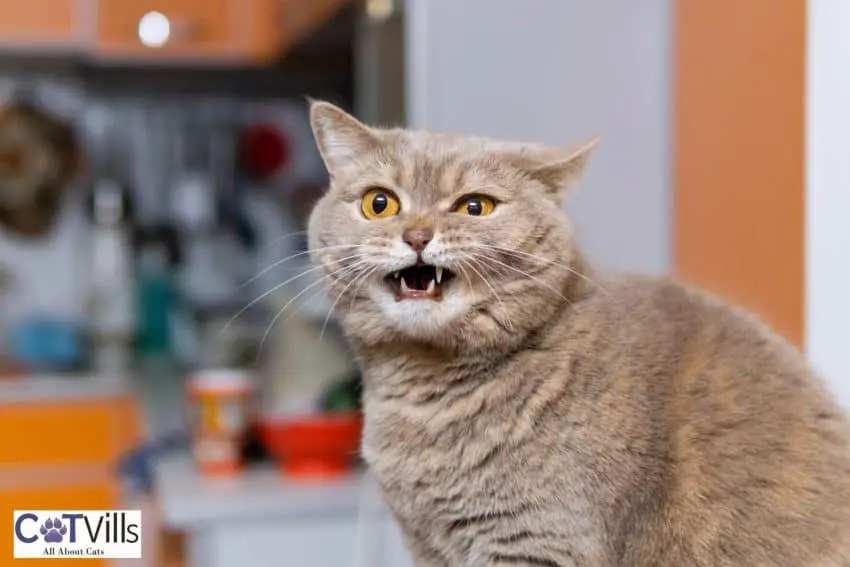 fluffy cat meowing