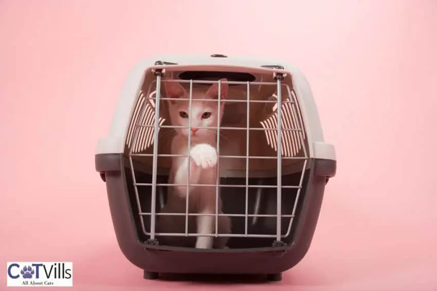 kitten inside a small crate