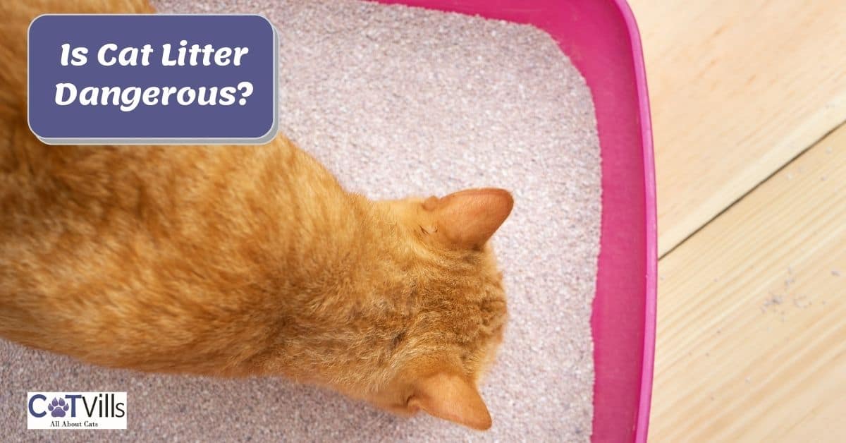 Is Cat Litter Toxic? Is it Safe for Humans and Other Pets?