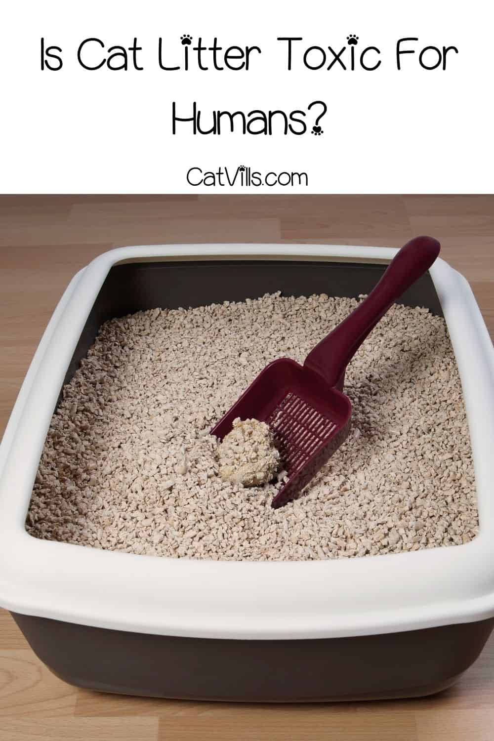 Is Cat Litter Toxic? Is it Safe for Humans and Other Pets?