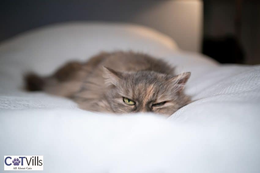 kitty lying on the bed with her eyes slightly open