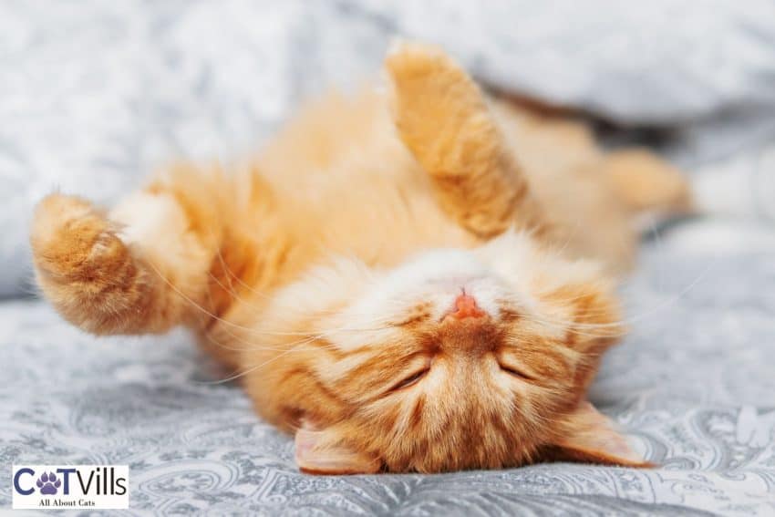 cat sleeping at the foot of the bed with his belly rub exposed