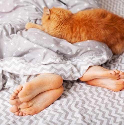 orange cat sleeping at the feet of his owners