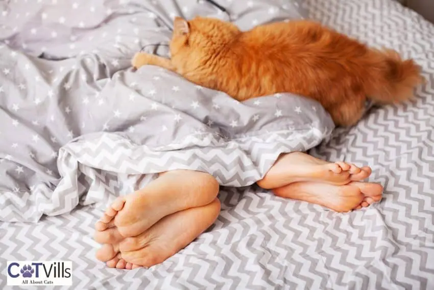 orange cat sleeping at the feet of his owners