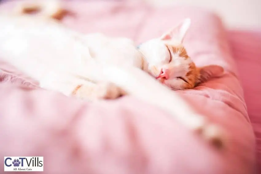 kitty deeply sleeping on the pink bed