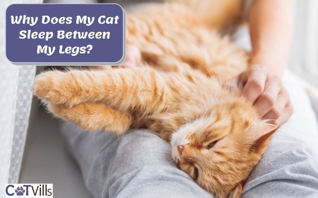 Why Does My Cat Sleep Between My Legs? (Top 6 Reasons)