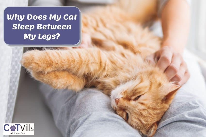 orange cat sleeping on the woman's lap; Why Does My Cat Sleep Between My Legs?