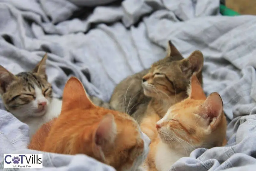 a group of cats sleeping together