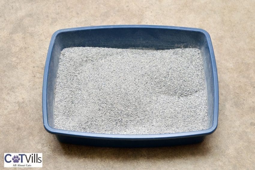 a plain old dusted cat litter
