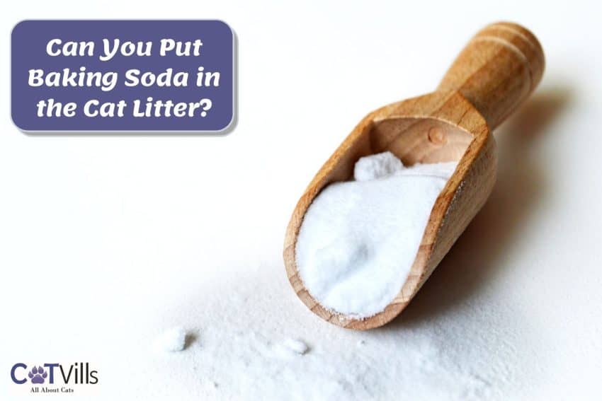spoon with baking soda beside can you put baking soda in cat litter poster