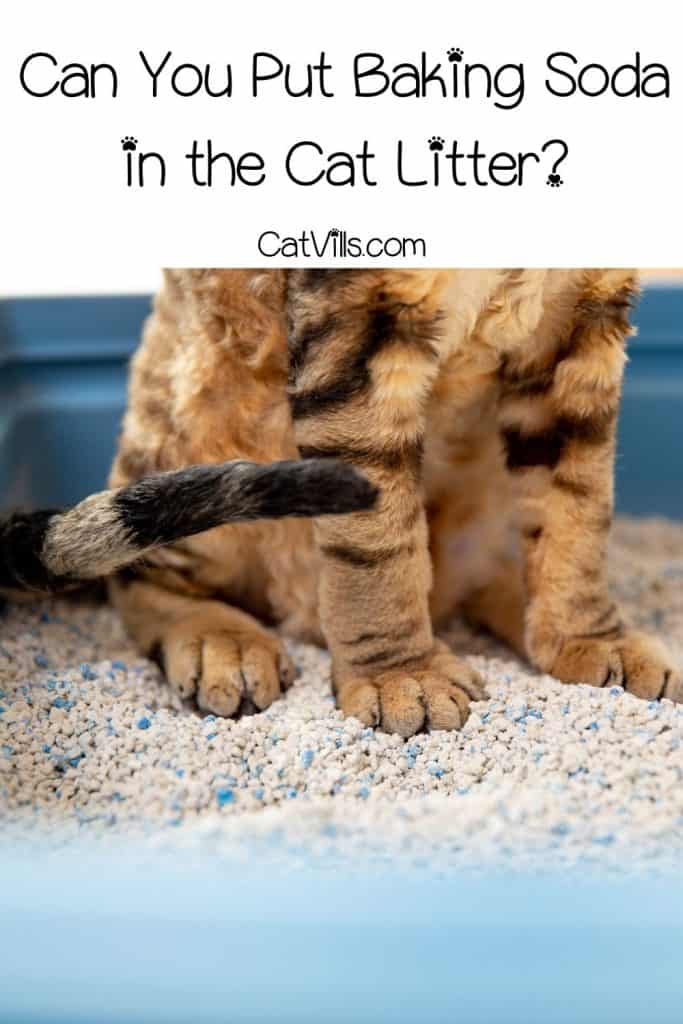 cat standing on a cat litter