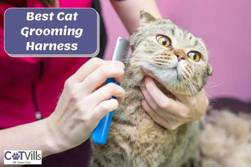 lady grooming her cat without the need of cat grooming harnesses