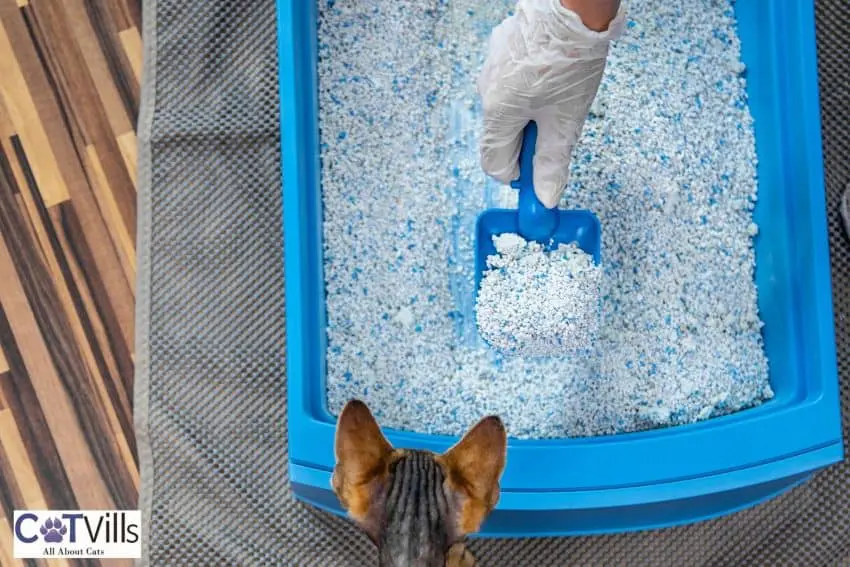 cat owner scooping the cat litter while the cat watches