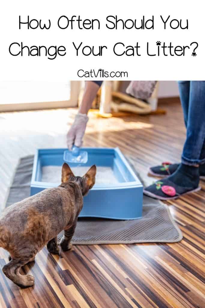 catmom cleaning her cat's litter box