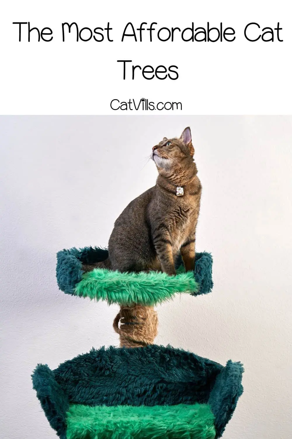 Discover Affordable Cheap Cat Trees for Your Feline Friends