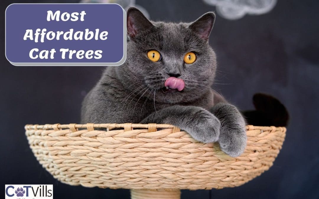 Discover Affordable Cheap Cat Trees for Your Feline Friends