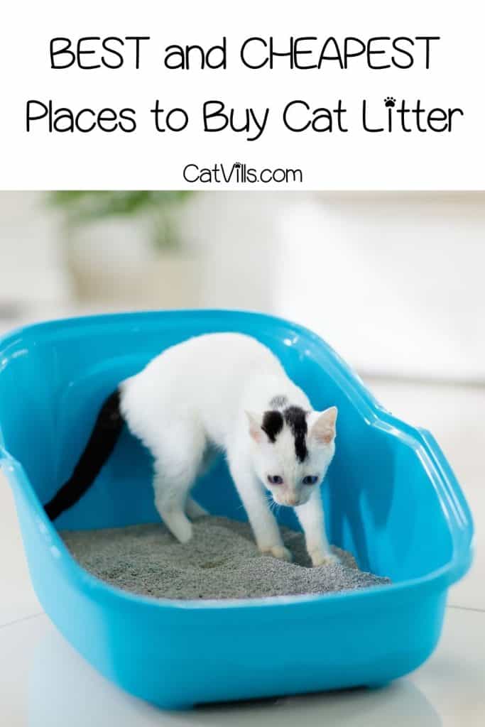 kitten in a blue litter box