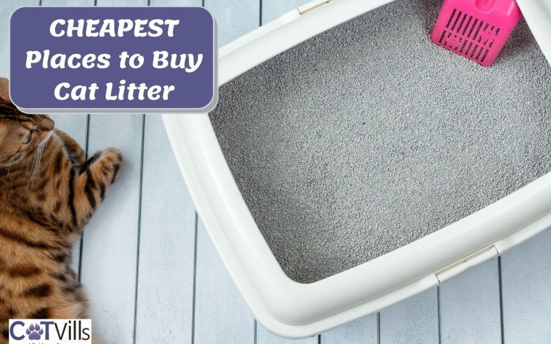 3 BEST & CHEAPEST Places to Buy Cat Litter (& Most Reliable)