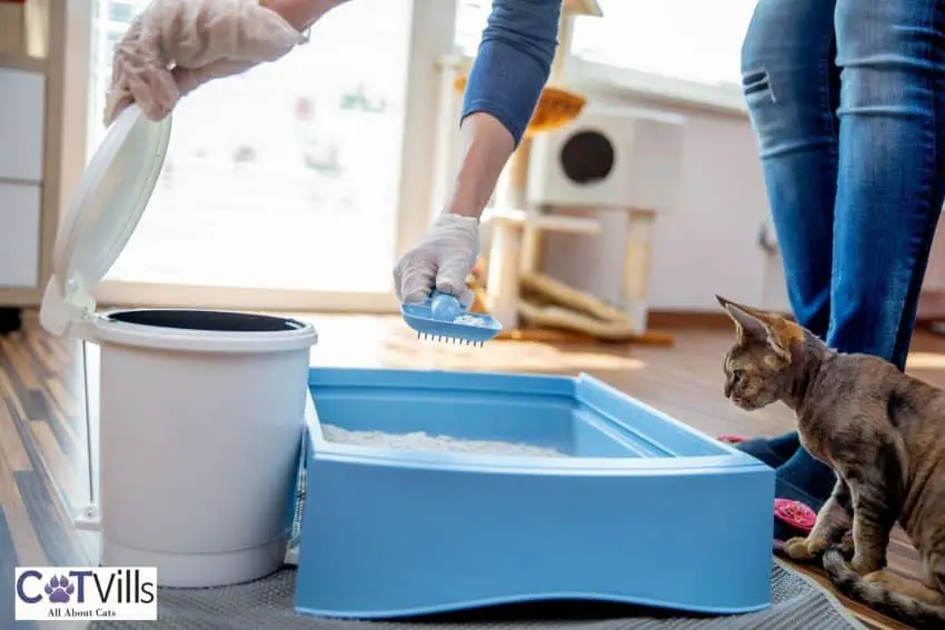 cleaning a cat litter