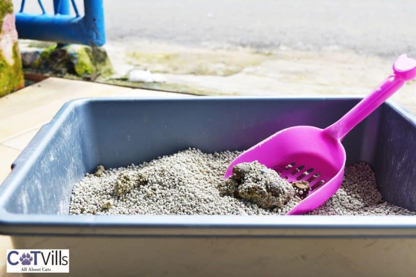 clumping cat litter being scooped