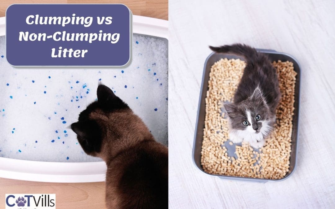 Clumping vs Non-clumping Litter: Which is Best for Your Cat?