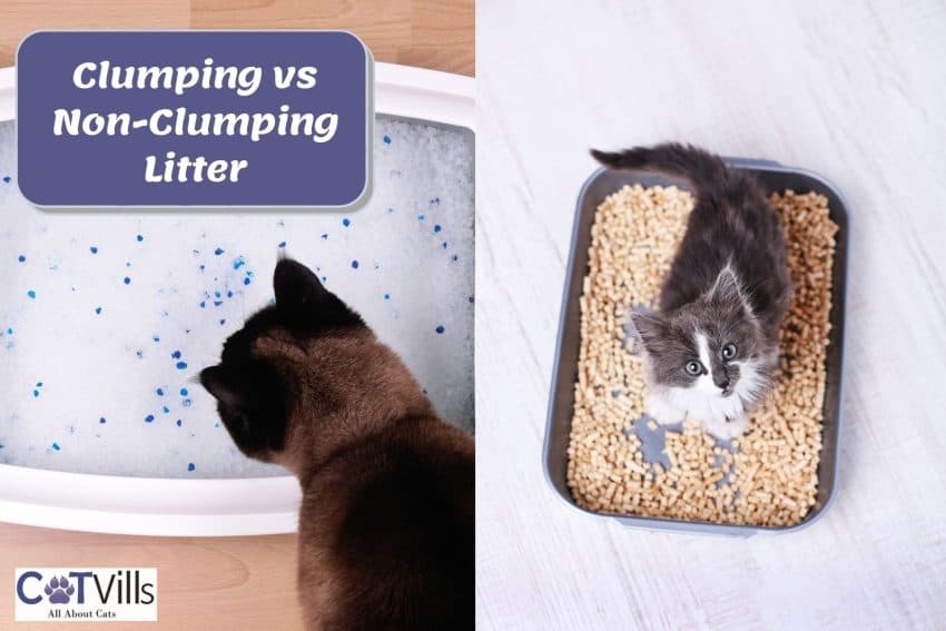 two cats for clumping vs non clumping litter poster