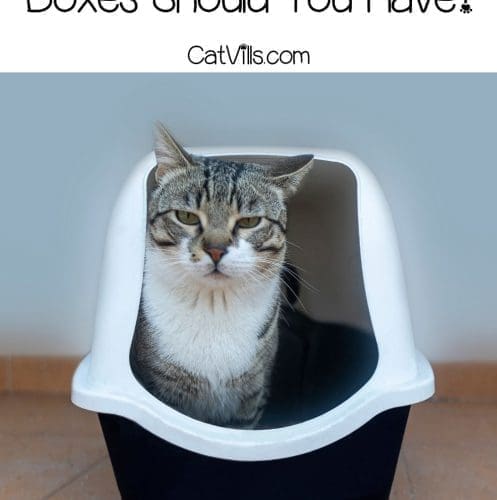adult cat inside a high side litter box