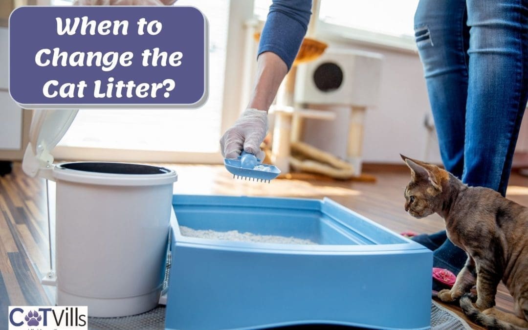 How Often to Change Cat Litter to Prevent Litter Box Problems