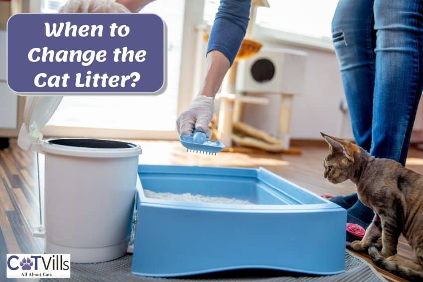 how often to change cat litter