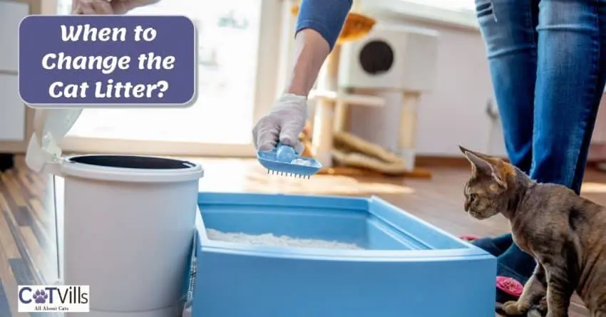 cat owner cleaning the cat litter