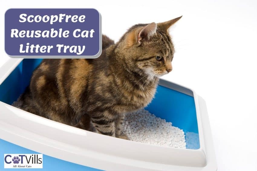 cat using a litter box with a scoopfree reusable cat litter tray
