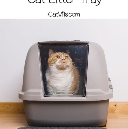 cat inside a high-side litter box with scoopfree reusable cat litter tray