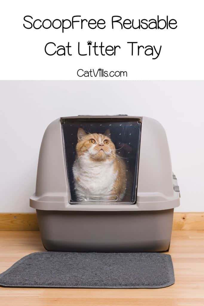 cat inside a high-side litter box with scoopfree reusable cat litter tray