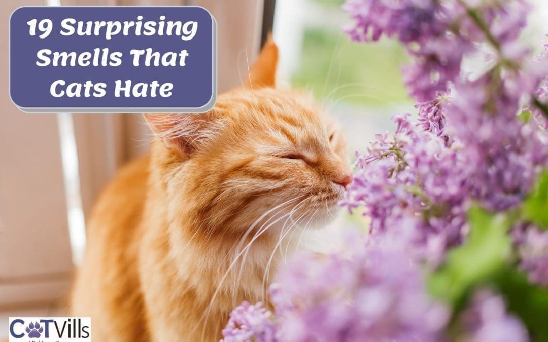 19 Surprising Smells That Cats Hate (What You Should Avoid!)