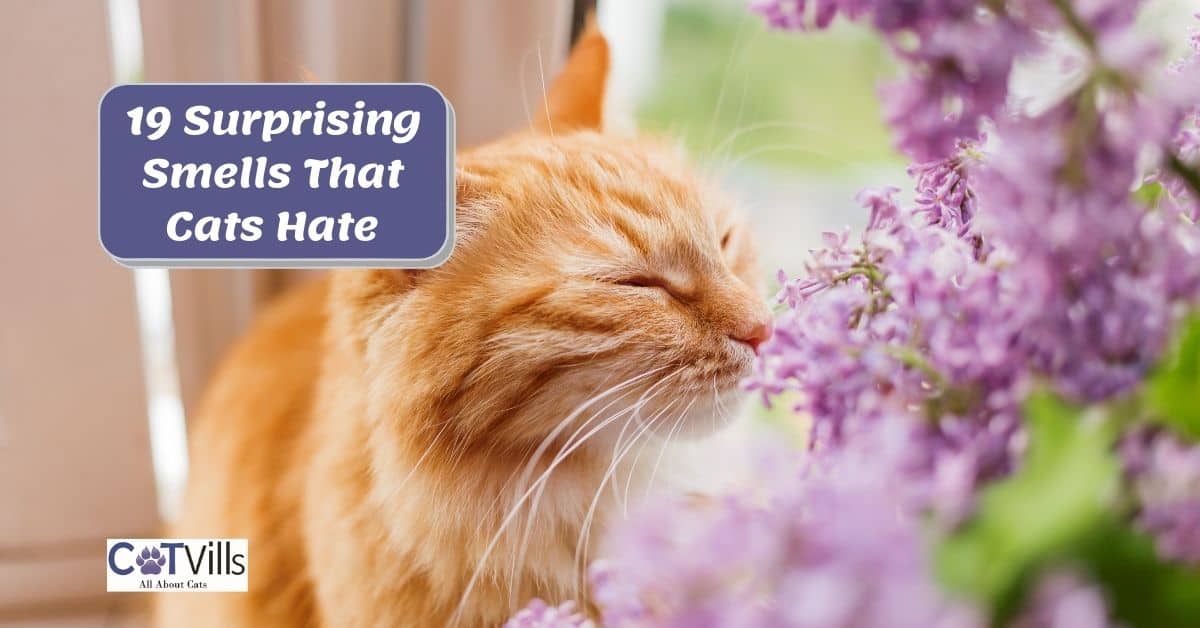 What Smells Do Cats Hate? Unmasking the Scents Cats Despise