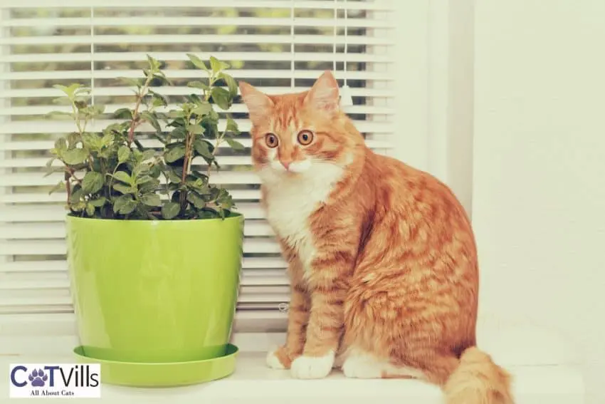 orange cat beside a pot with mint