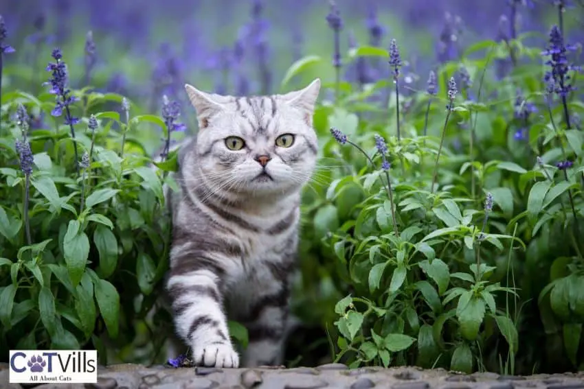 british shorthair cat surrounded by lavenders