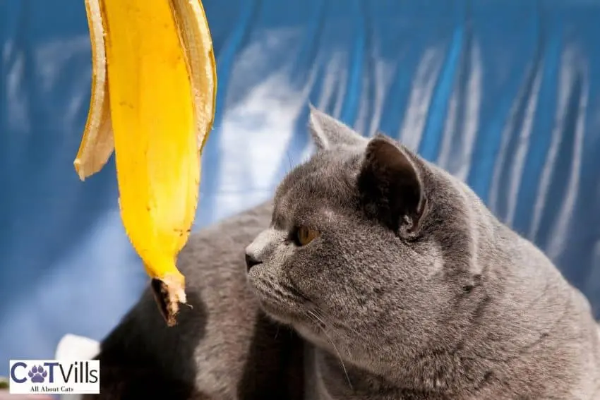 grey cat smelling a banana